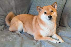 ɕiba inɯ) is a breed of hunting dog from japan. Why Is The Shiba Inu The Most Popular Dog In Japan K9 Web