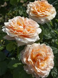 It forms a very shapely, broad, rounded shrub with mulberry purple stems and dark green foliage, giving the overall impression of richness and abundance. Fast Growing Perennial Vines For Northern California Finegardening