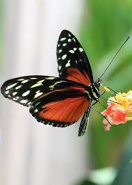 Butterfly By Mike And Angela Murdock Farfalle Animali