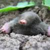 They have cylindrical bodies covered in fur with small or covered. 3