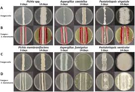 Image result for Putterlickia verrucosa