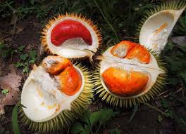 The nature lodge staff was shocked that that's where we found sabah tempoyak, a unique side dish made exclusively out of red durian. The Unusual Orange Red Durians In Sabah Borneo