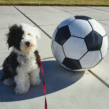 If you are looking for a smart and loyal companion then look no further, you have found your new fur baby! Mini Sheepadoodle Old English Sheepdog X Poodle Pontyclun Rhondda Cynon Taff Pets4homes