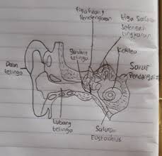 Telinga luar) telinga luar terdiri dari daun telinga, saluran luar, dan membran timpani (gendang telinga). Bagian Telinga Manusia Disertai Gambar Brainly Co Id
