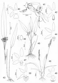 Image result for Liparis nervosa