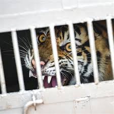 Wisata ternak kandang macan : Wisata Ternak Kandang Macan Wisata Ternak Kandang Macan Mangsa Hewan Ternak Macan Kandang Gupon Kandang Macan Kandang Dongdang Kandang Wartel Cara Membuat Kandang Macan Untuk Burung Merpati Dari Kayu Bekas Xevint