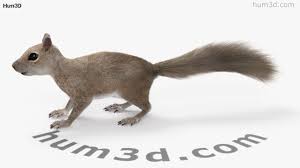 360 View Of Squirrel Hd 3d Model Hum3d Store Squirrel Orangutan 3d Model