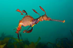 Animals Photo Weedy Sea Dragon Weedy Sea Dragon Sea Dragon Ocean Creatures