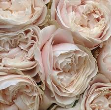 View photos, see new listings, compare properties and get information on open houses. Roses Near Me