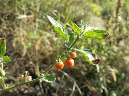 Image result for Solanum villosum