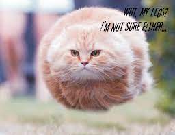 Flying Cats Ftw