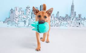 Looking for a cactus plush dog toy with a squeaker? The Top 10 Best Dog Toys Ever According To More Than 500 000 Real Life Dogs Barkpost