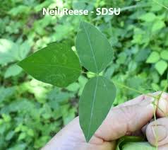 Image result for Hyparrhenia bracteata