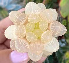 Table of contents haworthia plant care tips at a glance what makes the haworthia plant so desirable? Haworthia Popular Species And Care Tips Plants Bank
