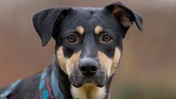 20.000 tiere hat claudia ludwig in tiere suchen ein zuhause vermittelt. Pechvogel Von Tiere Suchen Ein Zuhause Tiere Suchen Ein Zuhause Fernsehen Wdr