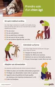 Le chien et le chat résistent mieux au froid que l'humain. Prendre Soin D Un Chien Age L Aider A Mieux Vieillir