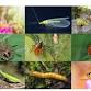 Prehistoric Creepers and Crawlers