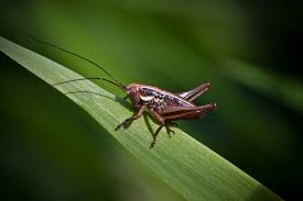 Baby Grasshopper Julian Corlaci