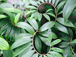 Image result for Costus afer