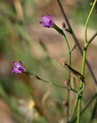 Image result for Lactuca inermis