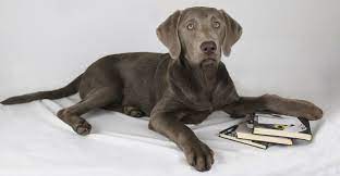 As the title states it we have currently have a nine month old weimaraner lab mix. Weimaraner Lab Mix Your Complete Guide To The Labmaraner Weimaraner Lab Mix Puppy Designer Dogs Unusual Dog Breeds
