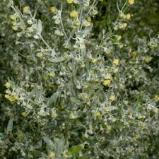 Image result for Bothriocline glomerata