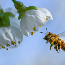 Check spelling or type a new query. A Bee Economist Explains Honey Bees Vital Role In Growing Tasty Almonds