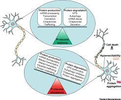 Insight from advances in neurophysiological techniques. Proteome Homeostasis Dysfunction A Unifying Principle In Als Pathogenesis Trends In Neurosciences