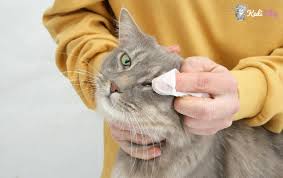 Kedilerin Goz Sagligini Korumak Ve Desteklemek Icin Tavsiyeler Kedi Blog
