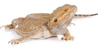 Besides, in the second year of age, you can expect your pet to continue to grow but a little. Inland Or Central Bearded Dragon Pogona Vitticeps Pet Care Advisors