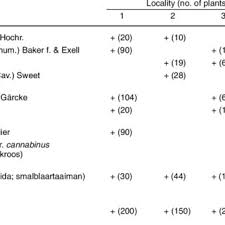 Image result for Cienfuegosia gerrardii