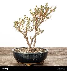 Image result for Crassula sarcocaulis