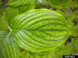 We did not find results for: Yellow Leaves On Dogwood Trees Information About Dogwood Tree Leaves Turning Yellow