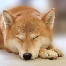 柴犬 ドッグフード 食べ ない