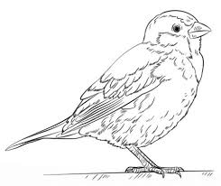 House Sparrow Coloring Page Free Printable Coloring Pages Sparrow Drawing Bird Drawings Drawings