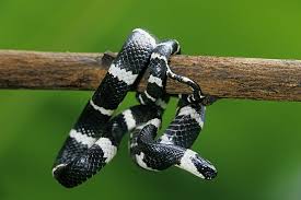 Temos uma cobra falsa coral (lampropeltis triangulum nelsoni) fase albina, para venda, bonita, muito mansa, bem de saúde, a. Coralillo O Falso Coralillo Mexico Desconocido