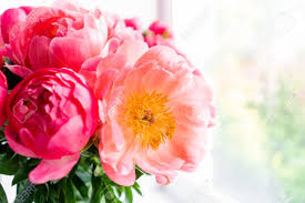 We did not find results for: Coral Peonies Flowers In A Vase On A White Windowsill Morning Stock Photo Picture And Royalty Free Image Image 124513219