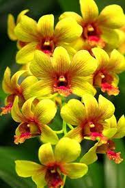 Dendrobium Unusual Flowers Beautiful Flowers Dendrobium Orchids
