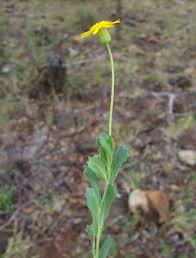 Image result for Emilia discifolia