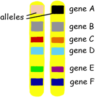 Explore homeostasis with the amoeba sisters and learn how homeostasis relates to feedback in the human body. Is A Gene Smaller Than An Allele Quora