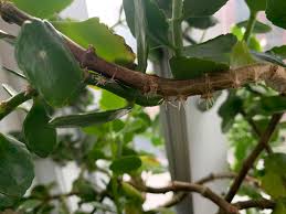 I Have A Madagascar Widow S Thrill I Think And It Has A Few Little Baby Roots Growing Off The Stems Can I Cut These Off And Plant Them Or Propagate In Water