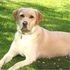 Labrador Best Dog Breeds Hound Puppies Cat Fleas