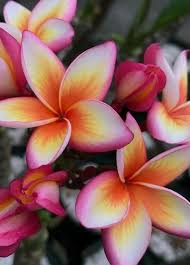 Plumeria Lei Plumeria Plumeria Flowers Rare Flowers Flowers Photography