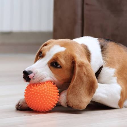 Đồ Chơi Cho Chó Ngứa Răng - Gợi Ý Sản Phẩm An Toàn & Chất Lượng – Pi Sà Pet