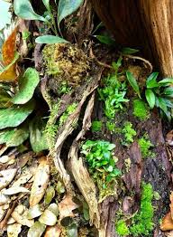 Forest Floor By Vivariums In The Mist Vivarium Winter Garden Tree Frogs