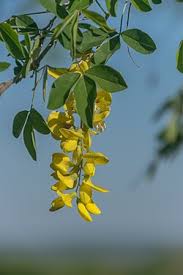 Image result for laburnuM