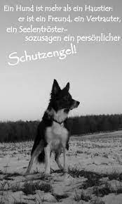 Selbst dann, wenn man eine rosarote brille aufsetzt, werden eisbären nicht zu himbeeren. Pin By Maxie Bouwer On German Language Dog Quotes Dog Friends Dog Quotes Love
