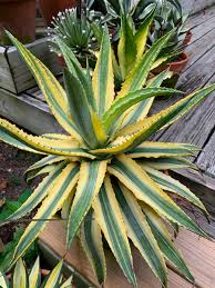 Image result for Agave