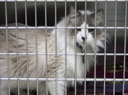 They are affectionate, lovable and friendly. Ragdoll Cat Rescue Find A Ragdoll Cat Rescue For Ragdoll Cat Adoption