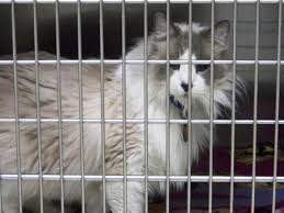 We raise stunning, purebred blue silver maine coon kittens. Ragdoll Cat Rescue Find A Ragdoll Cat Rescue For Ragdoll Cat Adoption